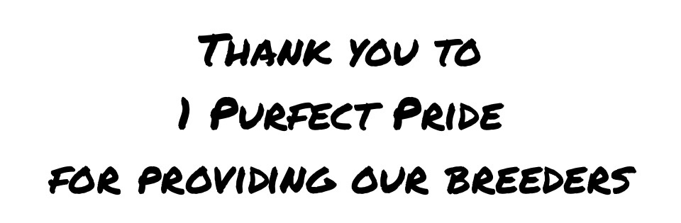 Thank You 1PurfectPrideBengals