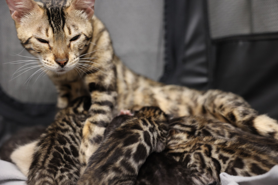 Check Out Her Kittens