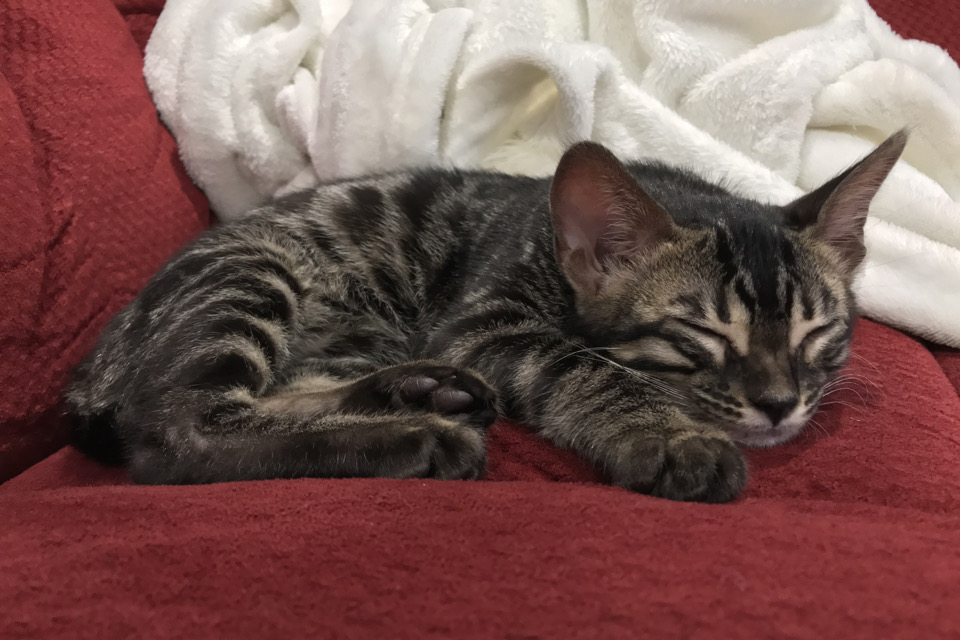 Come back after my cat nap :)