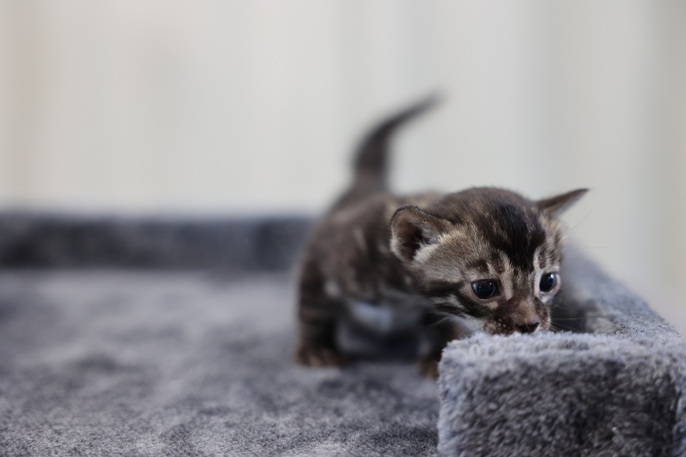 Come back after my cat nap :)