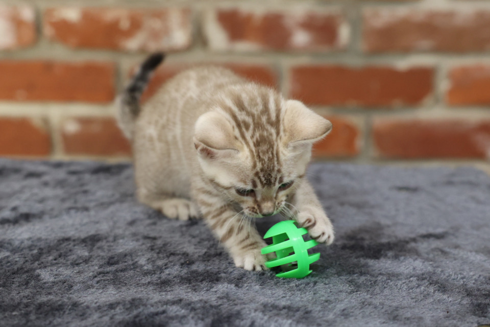 Come back after my cat nap :)